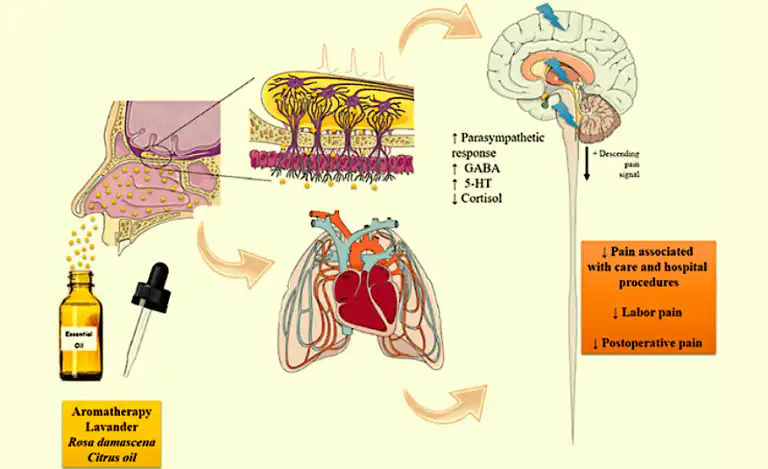 Meta-analyse naar effectiviteit van aromatherapie bij pijn